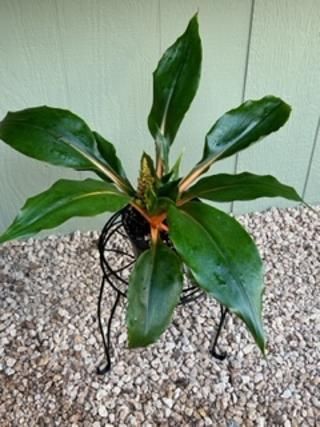 A plant is sitting on a metal stand on a pile of gravel.