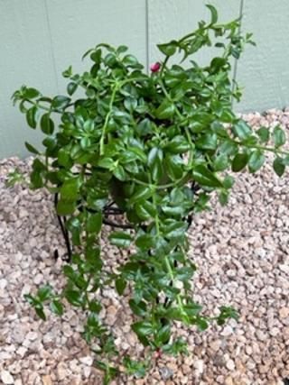 A plant with green leaves is sitting on a rocky surface
