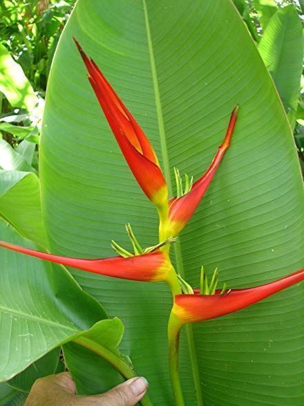 A person is holding a plant with red and yellow flowers