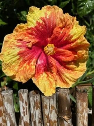 A yellow and red flower is sitting on top of a bamboo fence