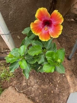 A pink and orange hibiscus flower is growing in the dirt.