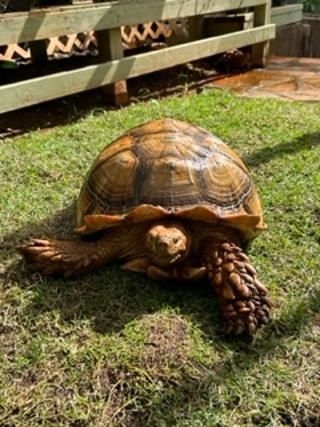 A large turtle is laying in the grass near a wooden fence.
