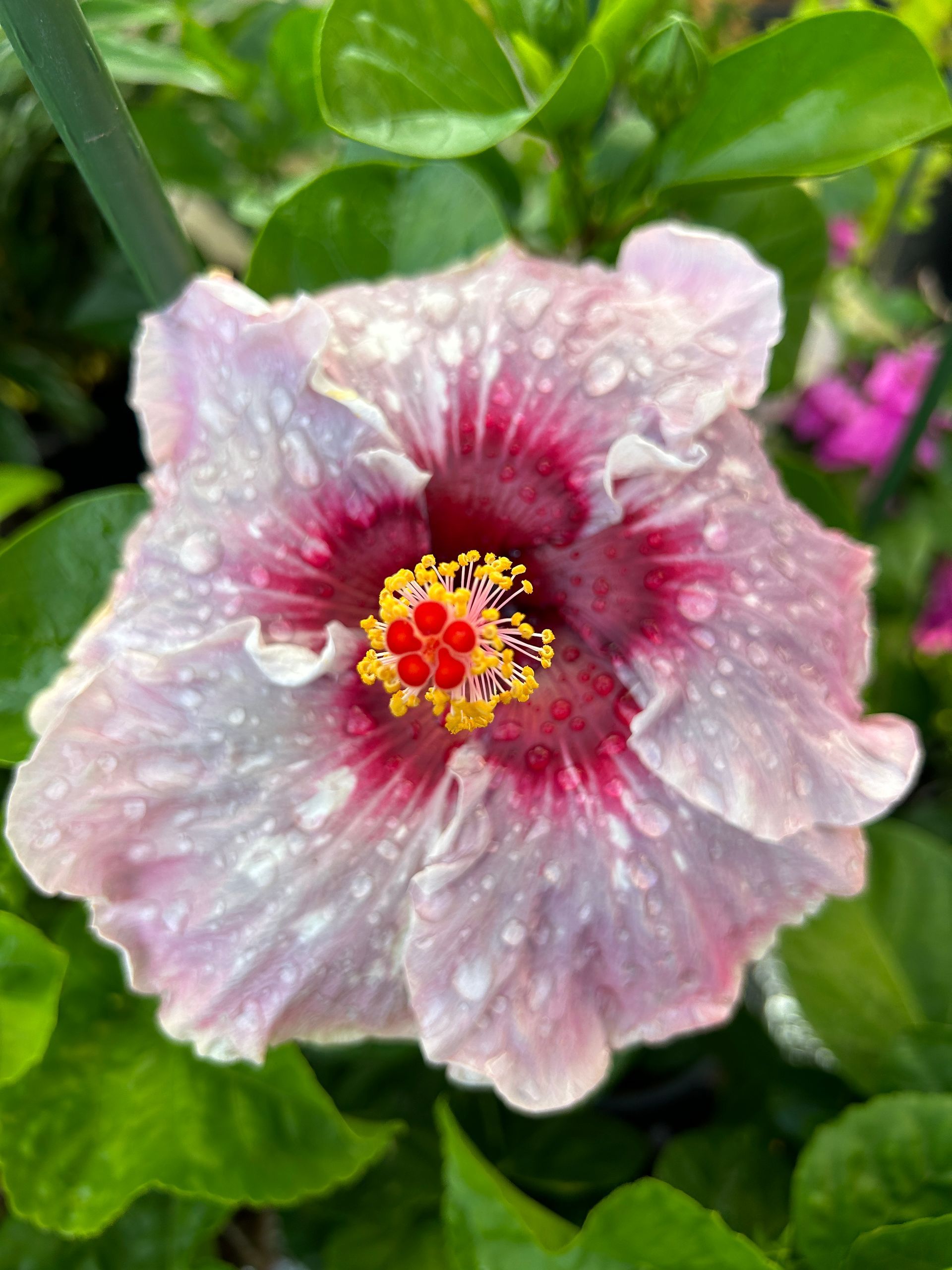 A person is holding a purple hibiscus flower in their hand.