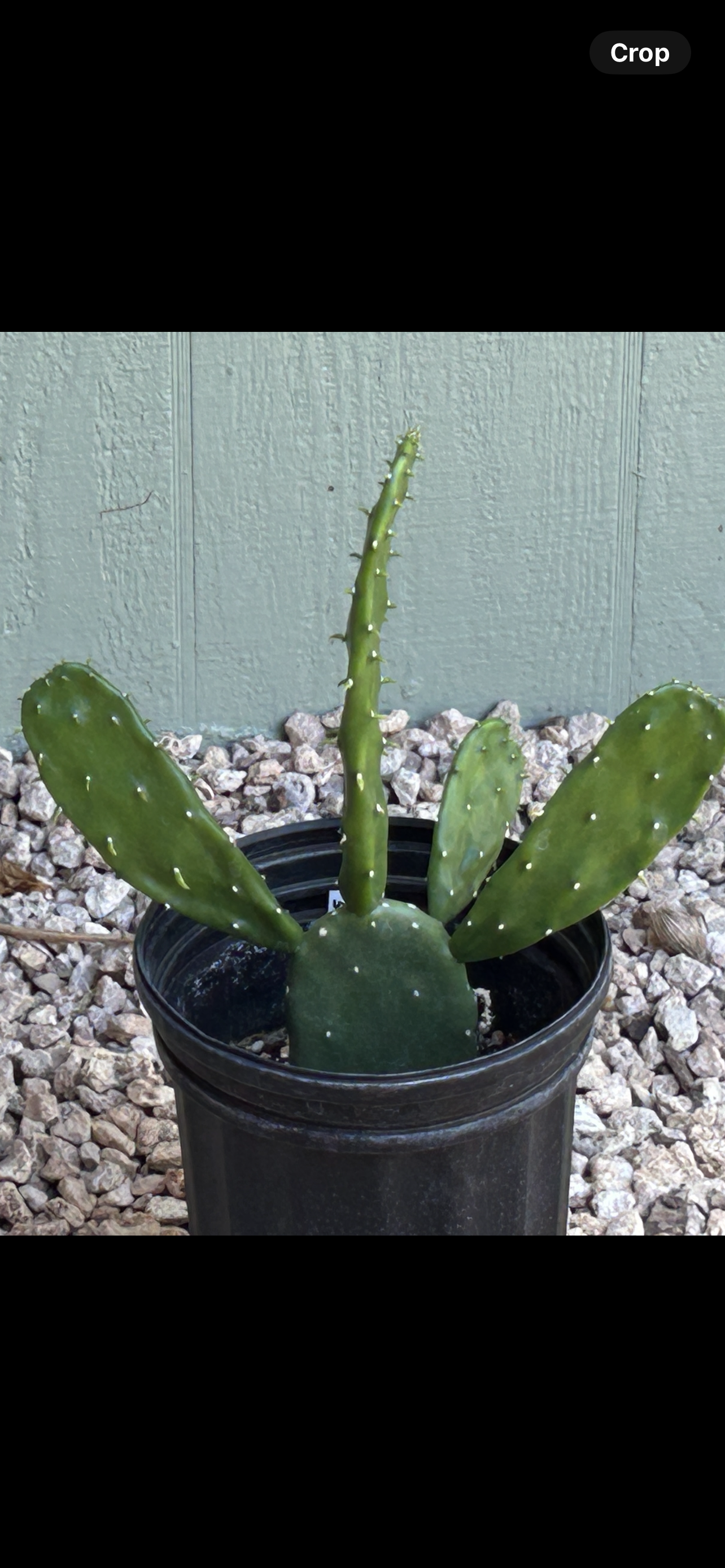 A group of potted cactus plants sitting on top of a pile of gravel.