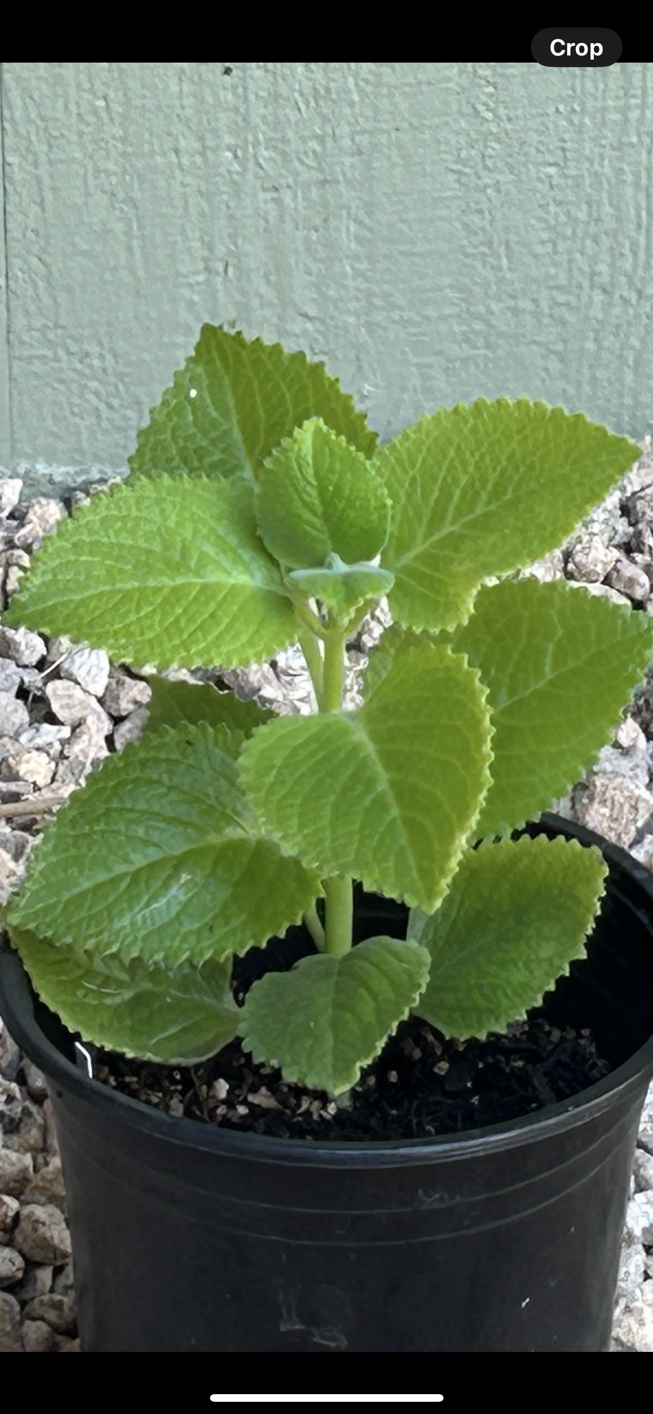 A tray of potted plants with green leaves