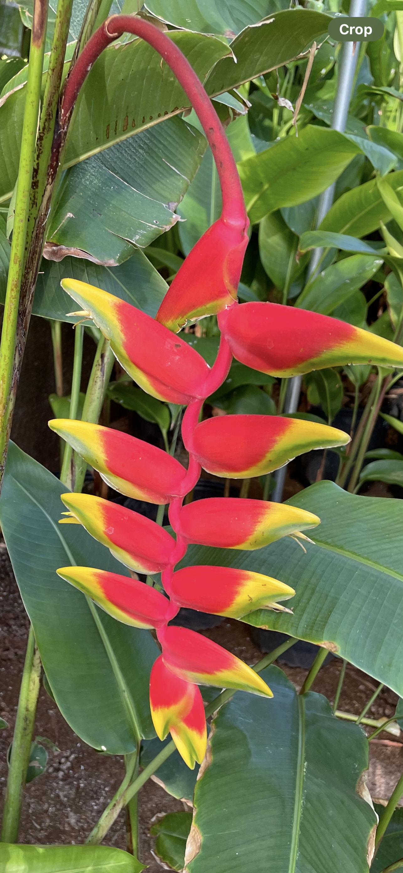 A plant with red and yellow flowers and green leaves