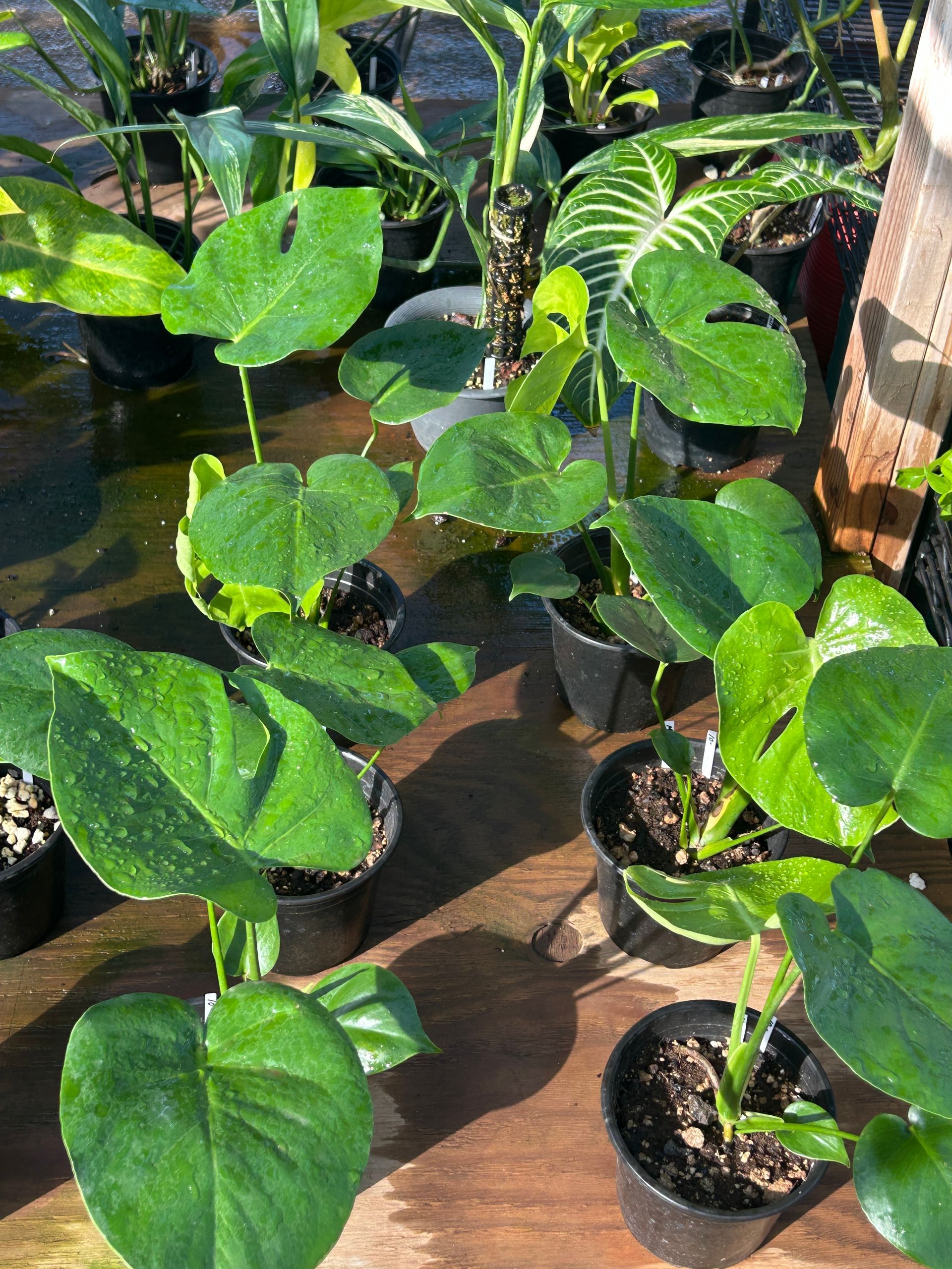A group of potted plants sitting on top of a set of stairs.