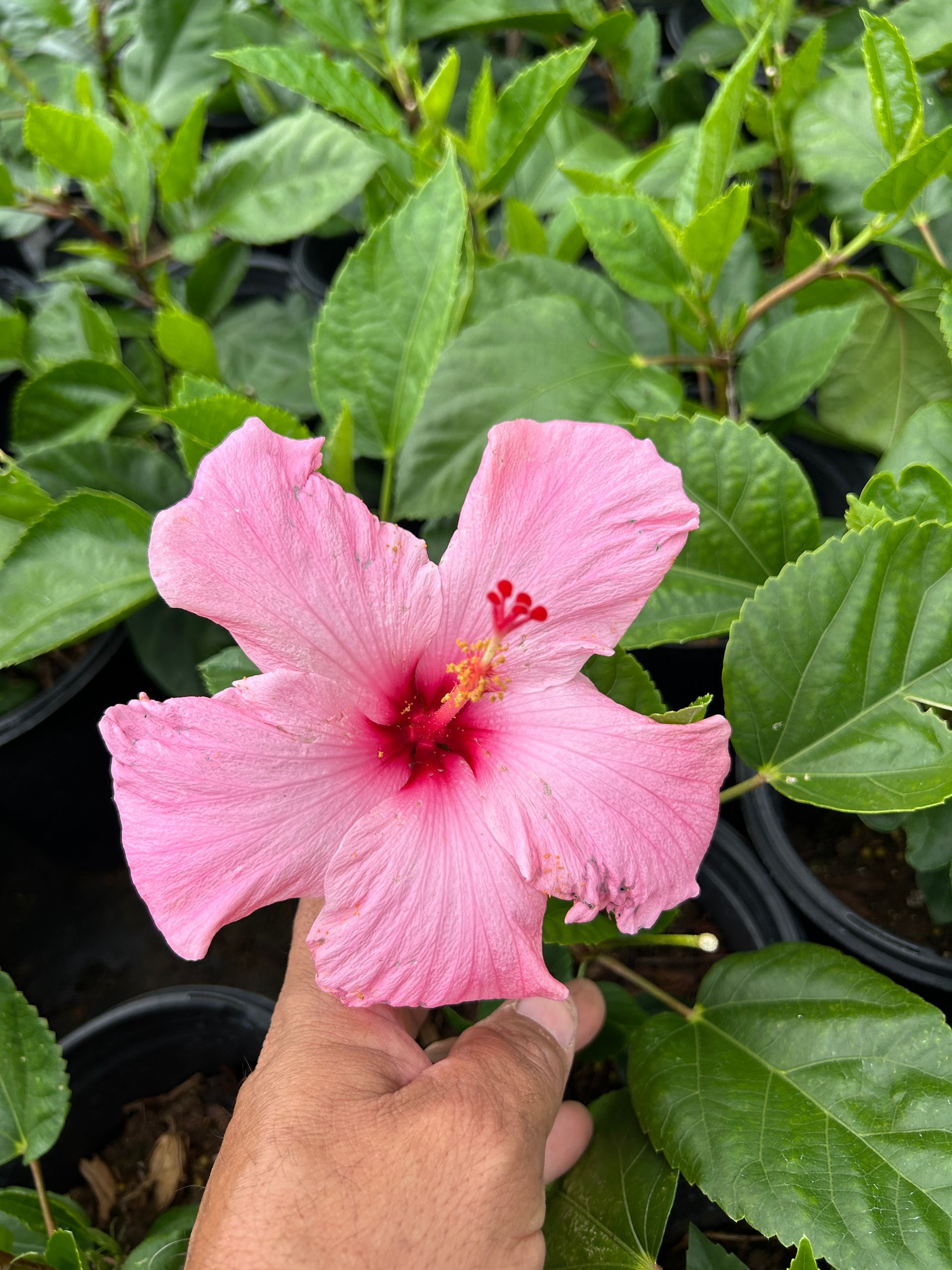 Two pink hibiscus flowers are in a black pot on the grass.