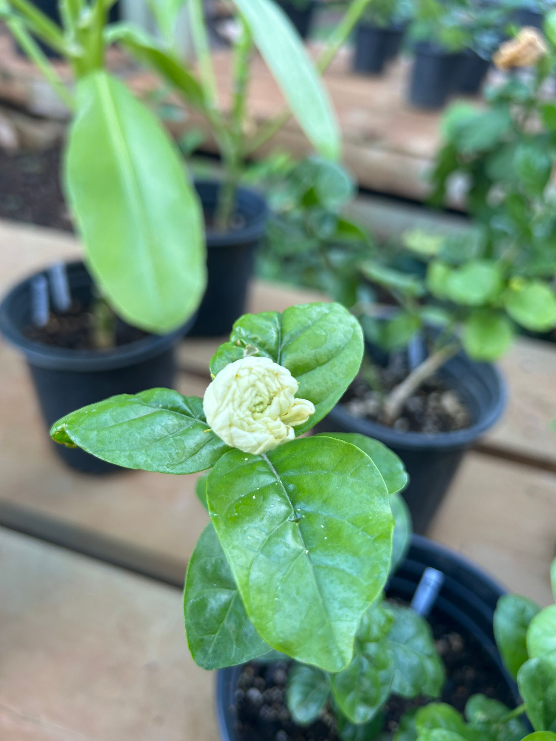 A person is holding a small white flower in their hand.
