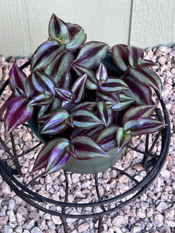 A potted plant with purple leaves is sitting on top of a metal basket.
