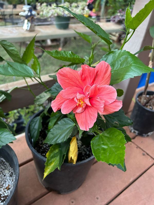 A pink hibiscus flower is growing in a pot on a wooden deck.