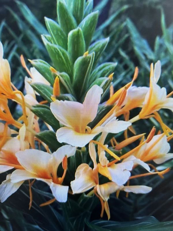 A plant with white and orange flowers and green leaves