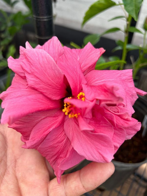 A person is holding a pink hibiscus flower in their hand.
