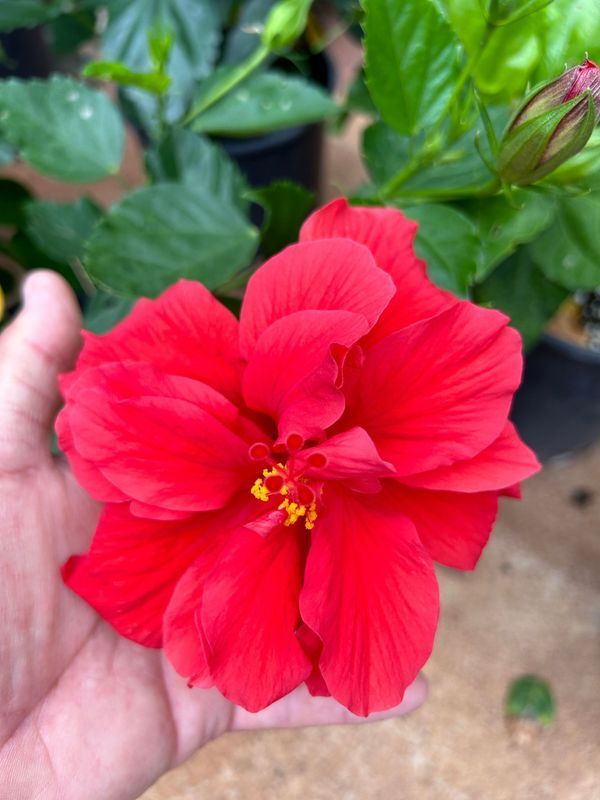 A person is holding a red hibiscus flower in their hand.