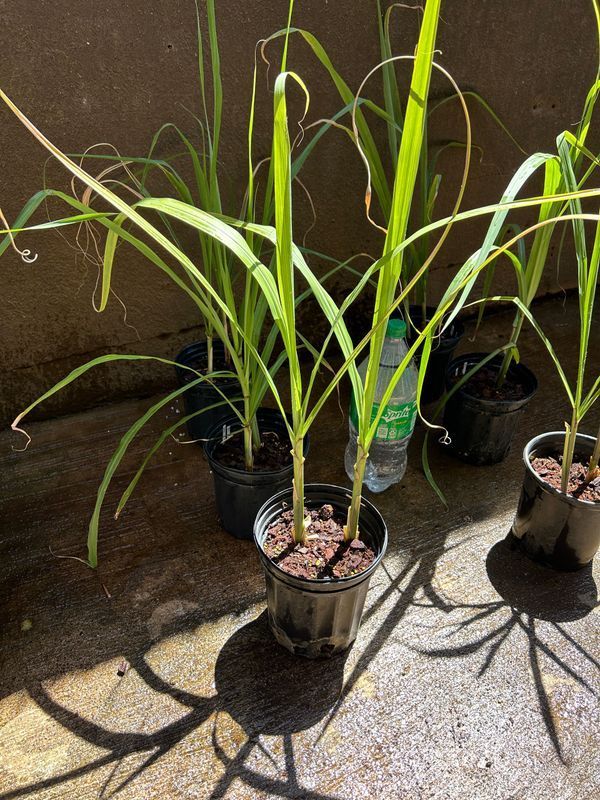 A bottle of water is sitting next to a group of potted plants.