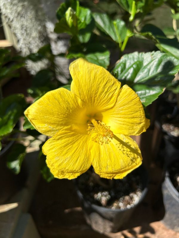 A close up of a yellow hibiscus flower in a pot