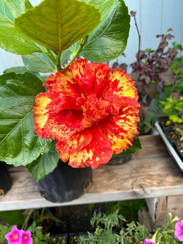 A red and yellow flower is sitting on a wooden table.