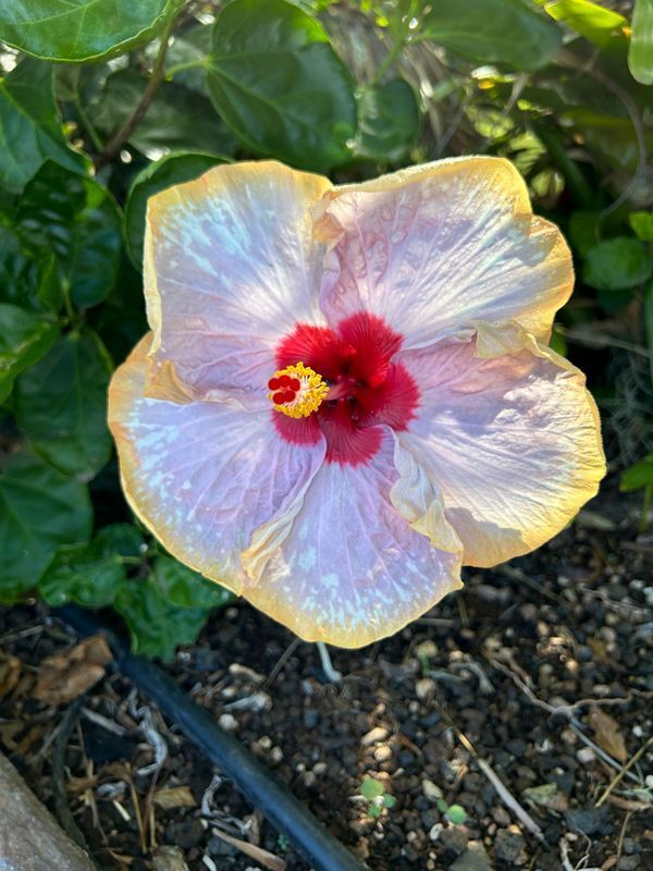 A close up of a purple and yellow hibiscus flower with a red center.