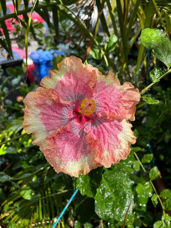 A close up of a pink hibiscus flower with a yellow center surrounded by green leaves.