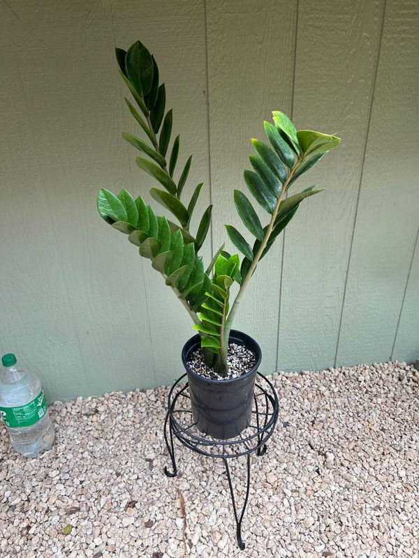 A potted plant is sitting on a metal stand next to a bottle of water.