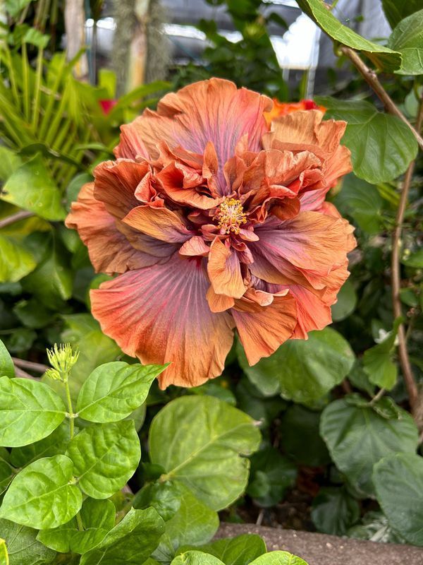 A close up of a hibiscus flower in a garden surrounded by green leaves.