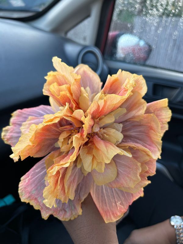 A person is holding a large flower in their hand