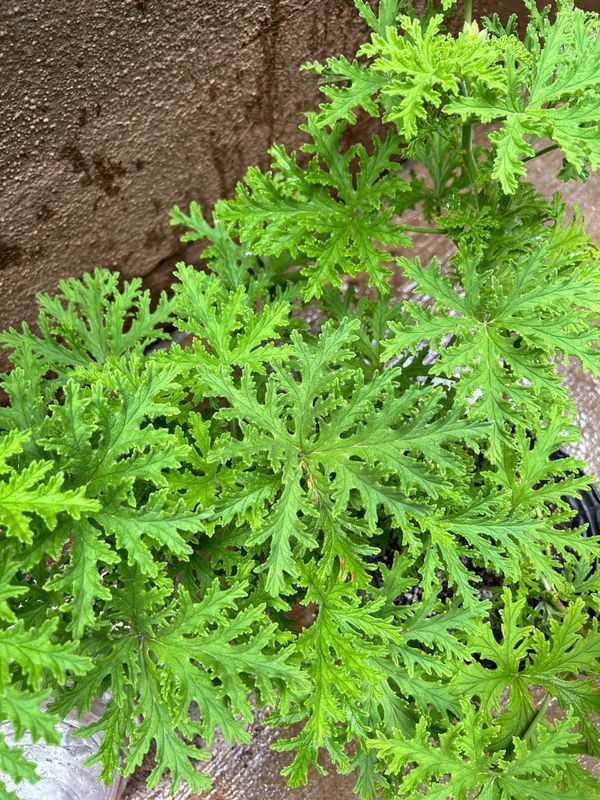 A close up of a green plant with a brown background.