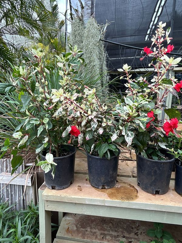 A group of potted plants sitting on top of a wooden table.