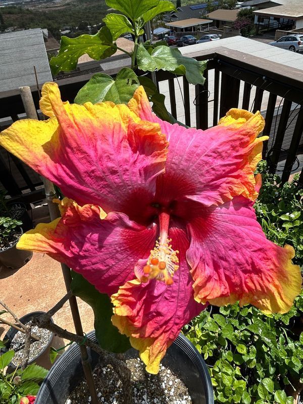 A pink and yellow hibiscus flower is growing in a pot on a balcony.
