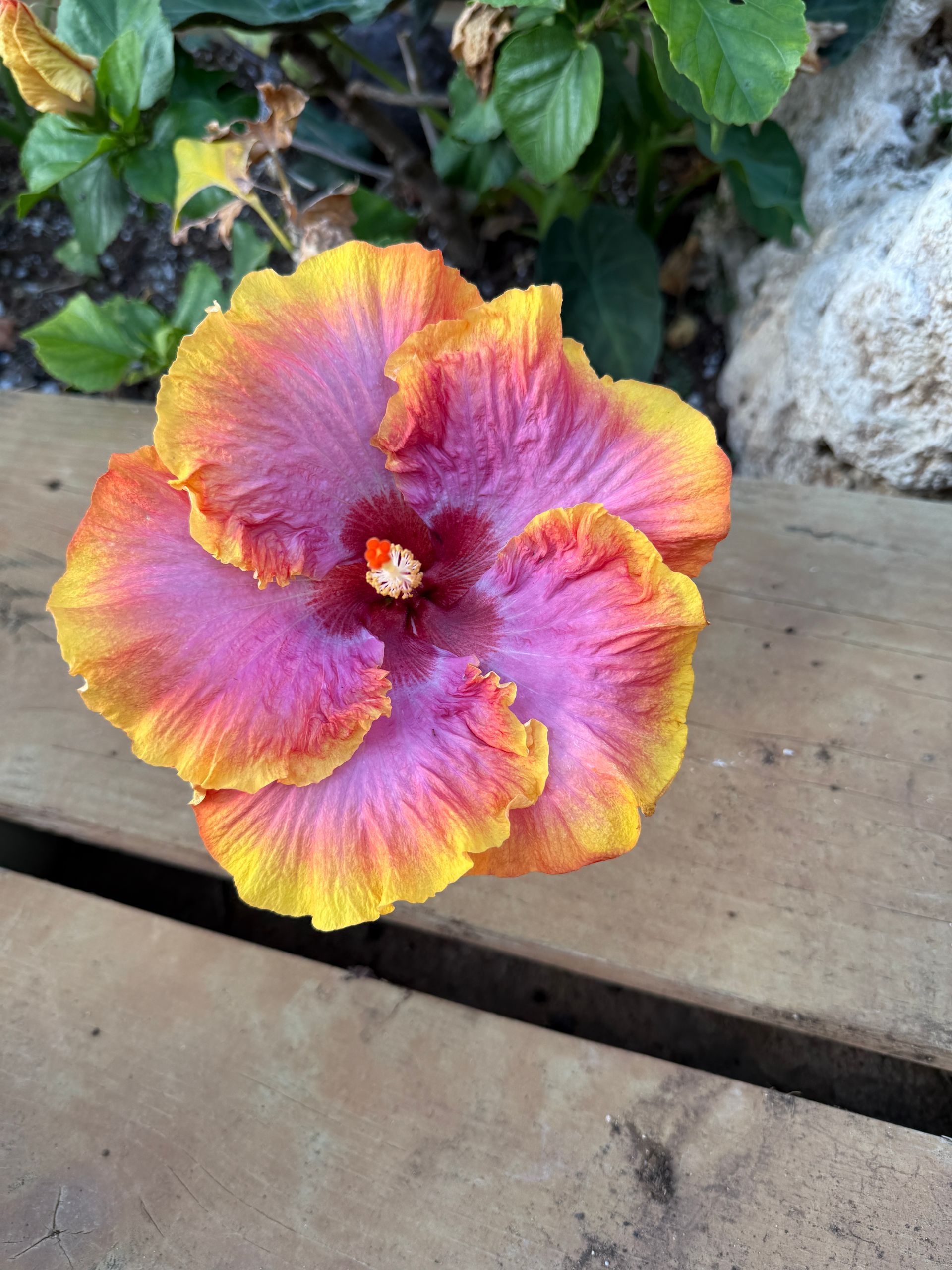 A pink and yellow hibiscus flower is growing in a pot on a balcony.