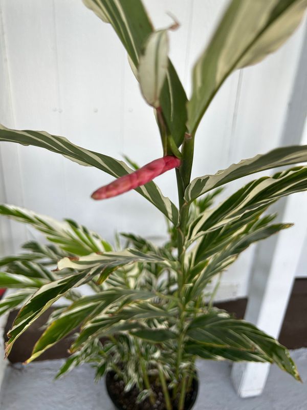 A close up of a plant with a red flower on it