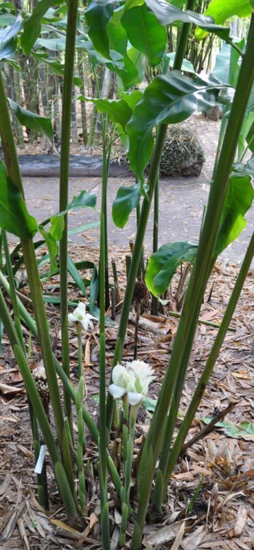 A close up of a plant with white flowers and green leaves.