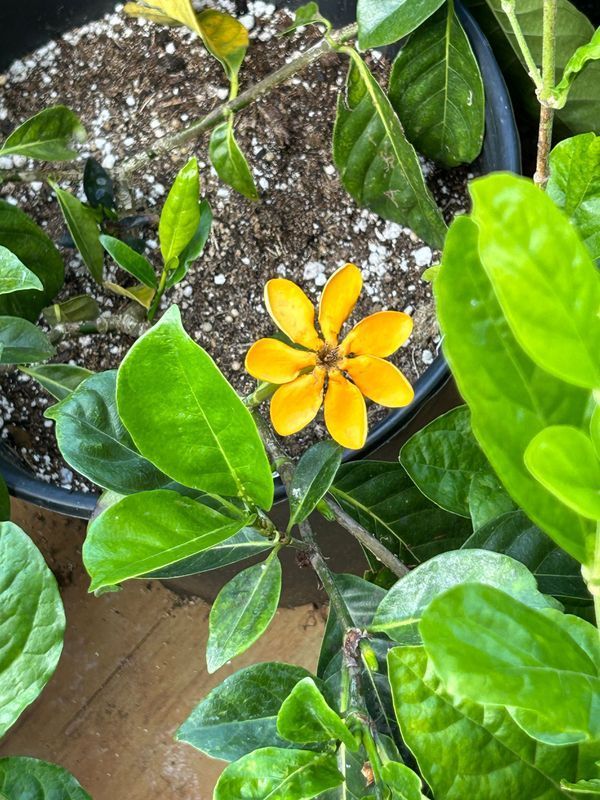 A yellow flower is surrounded by green leaves on a plant.