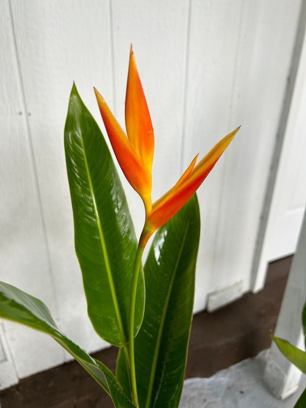 A close up of a plant with a yellow and orange flower