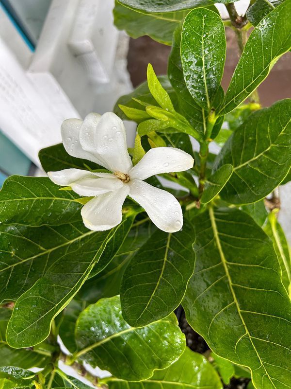 A white flower is surrounded by green leaves on a plant.
