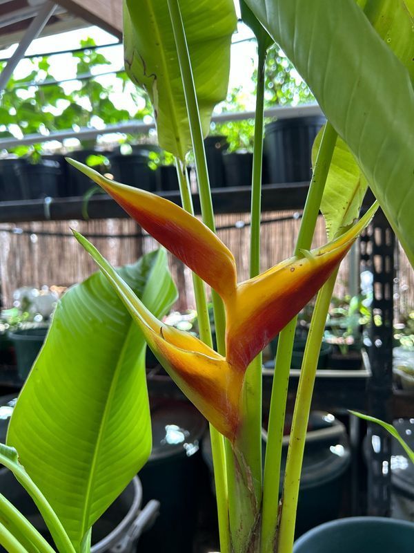 A close up of a plant with yellow and red flowers
