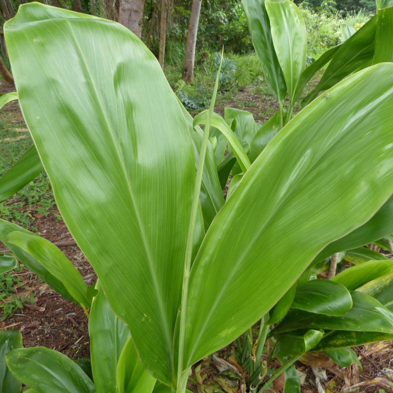 A close up of a large green leaf on a plant