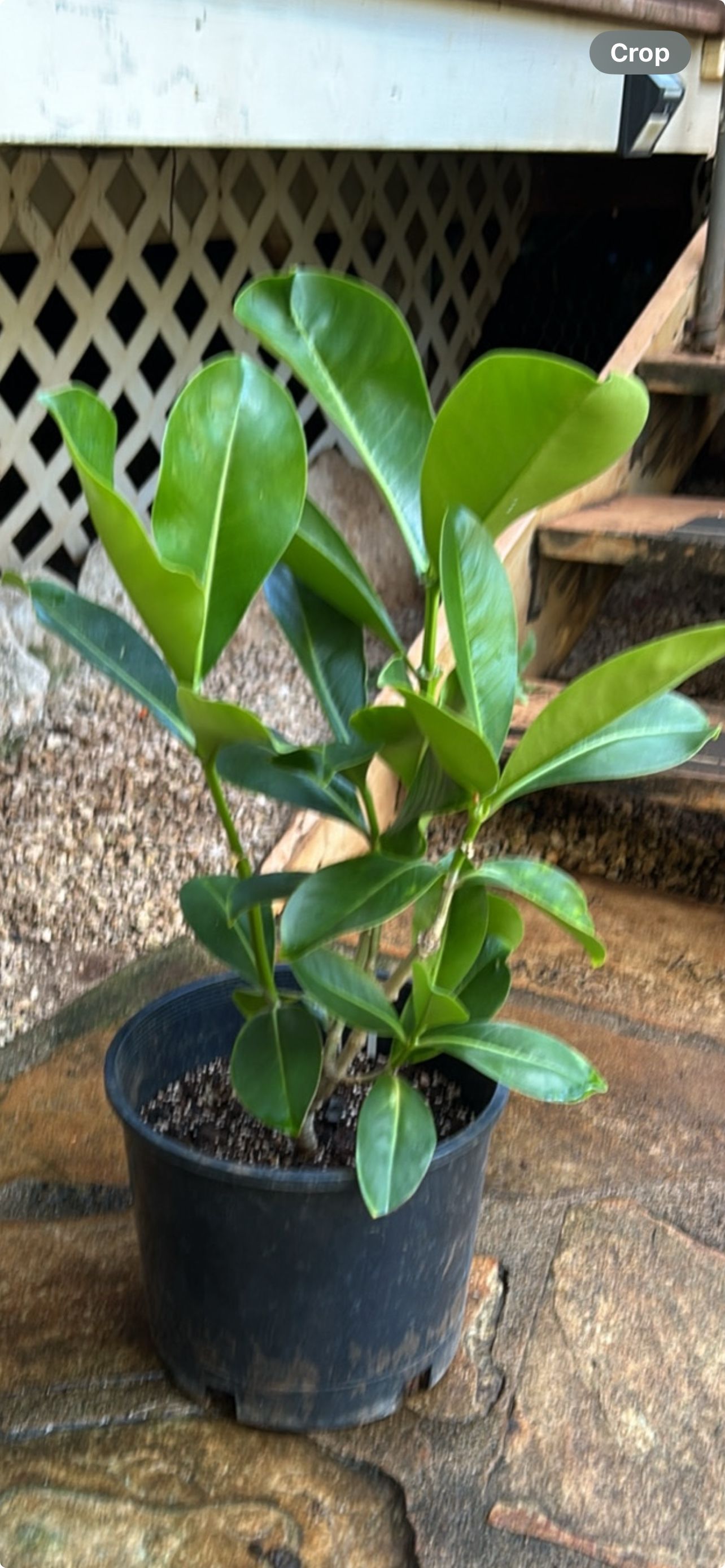 A tree with lots of green leaves is growing in a field.