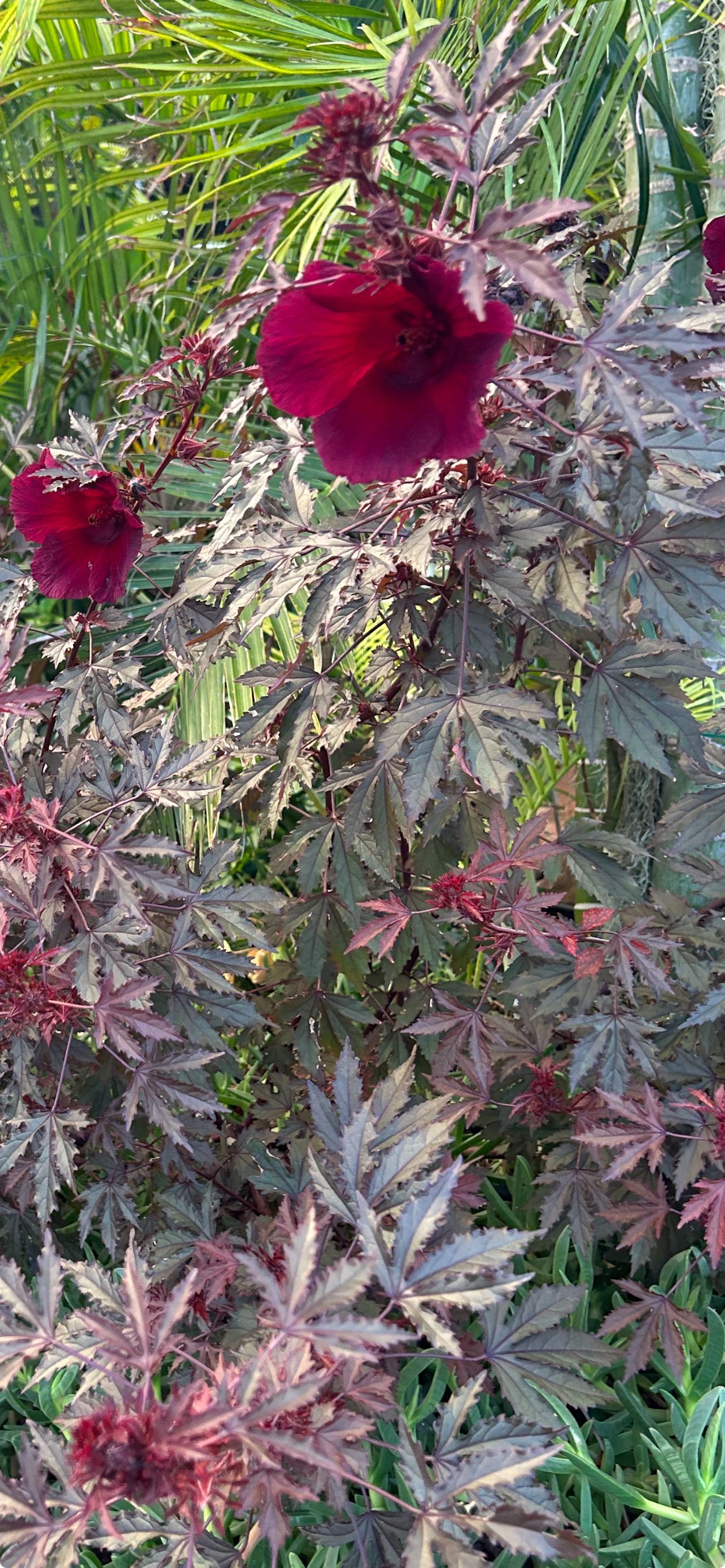 A group of potted plants sitting on top of a wooden table.