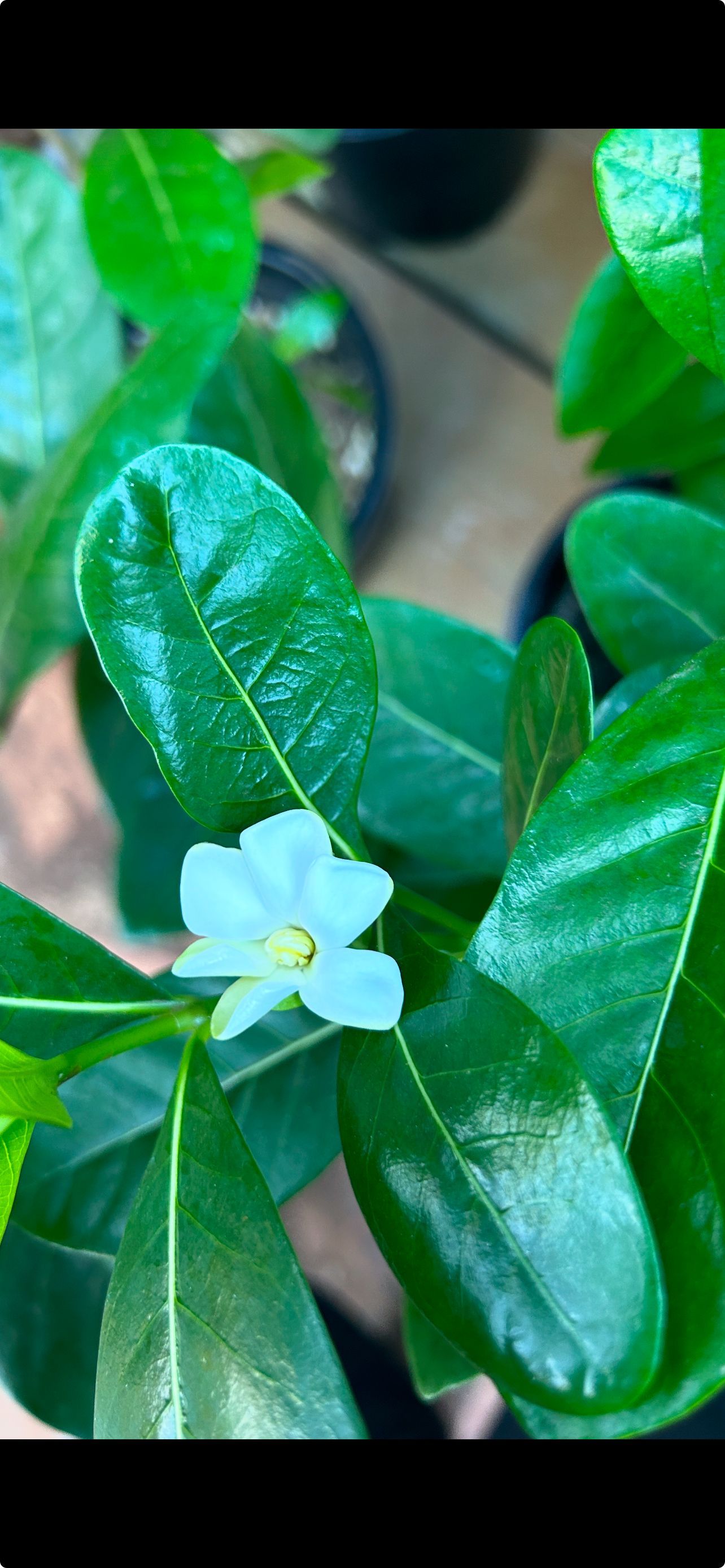 A small white flower with a yellow center is surrounded by green leaves.