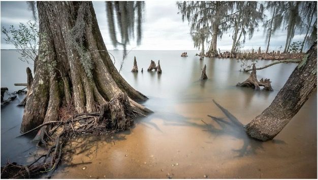 Knees of Cypresses