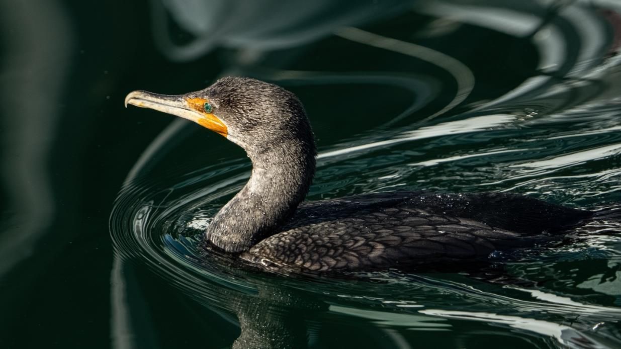 A Cormorant | Flickr @Mjeedelbr