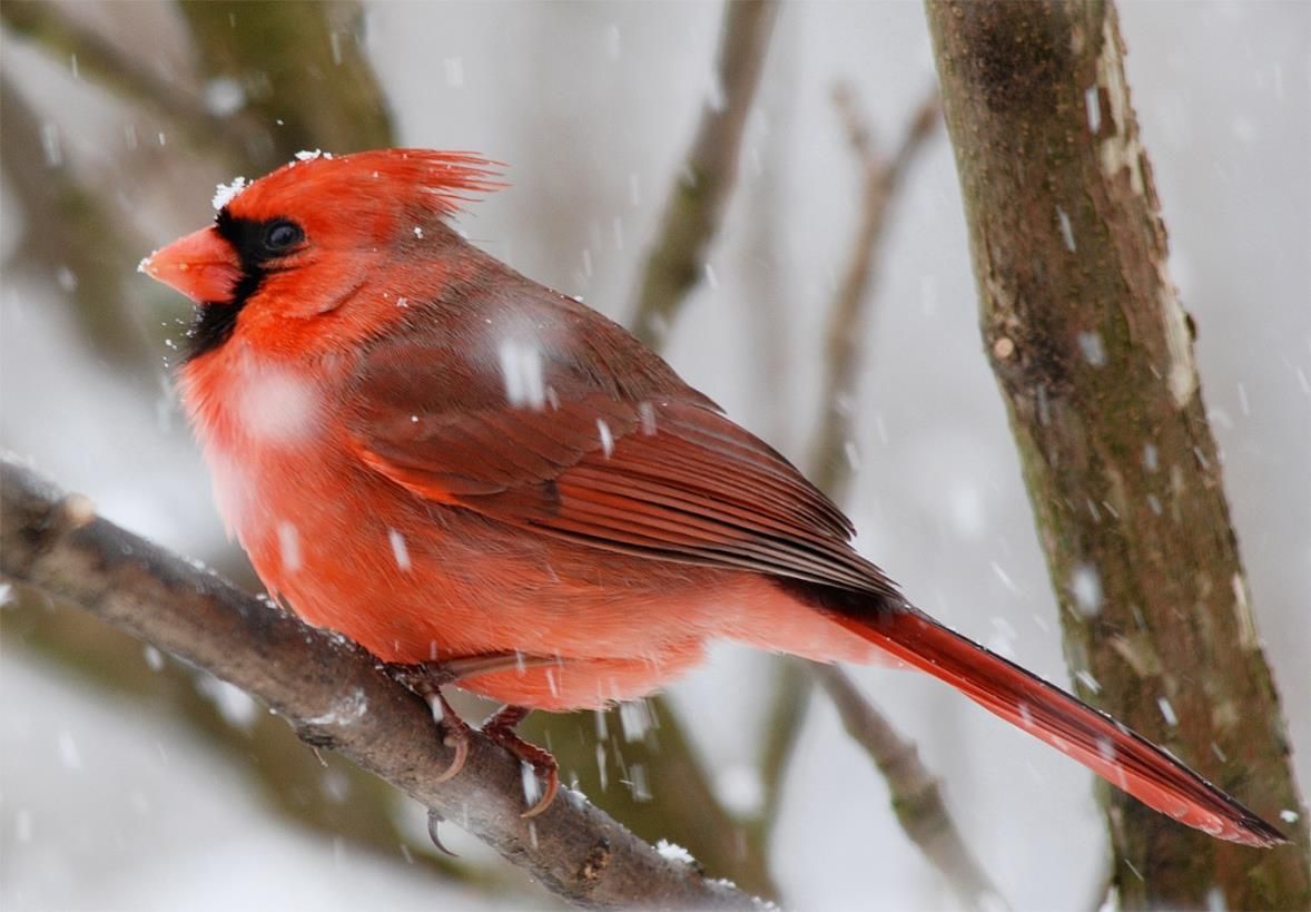 Northern Cardinal