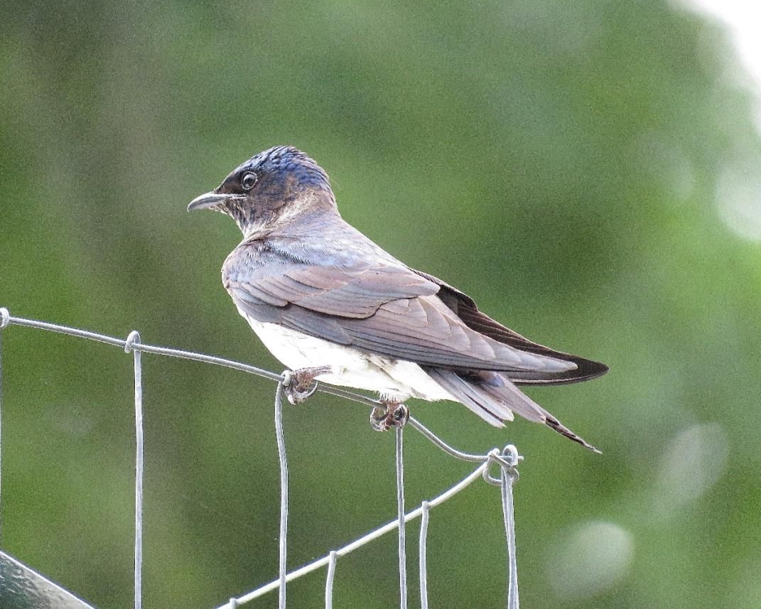 The Blue Jay