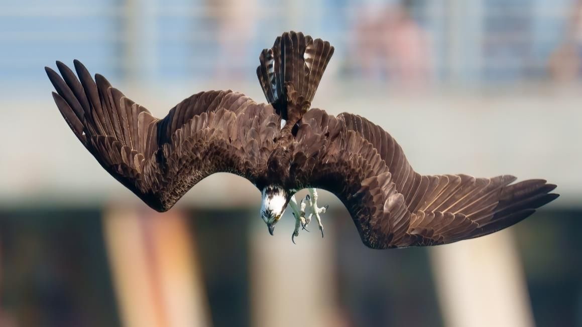 An Osprey diving for its lunch. | Flickr @David Hess