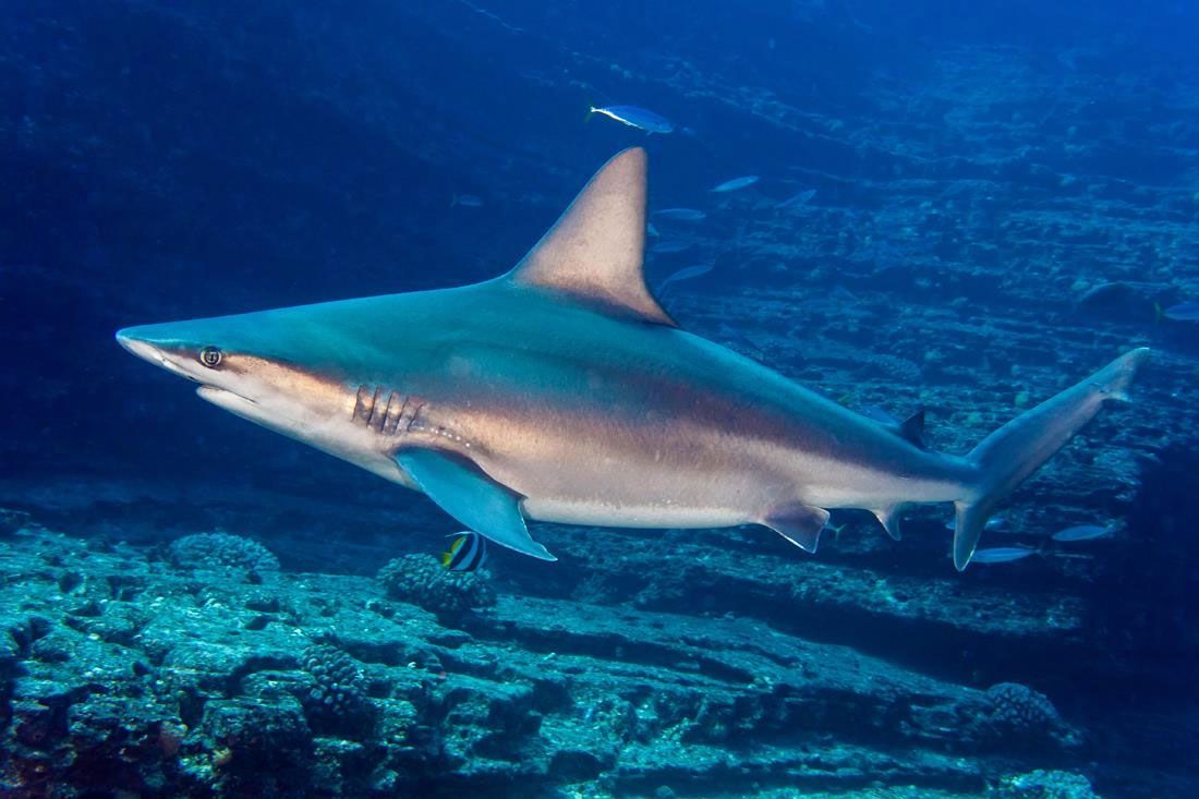 The Sandbar Shark by Ken Tam / Flickr. License: CC