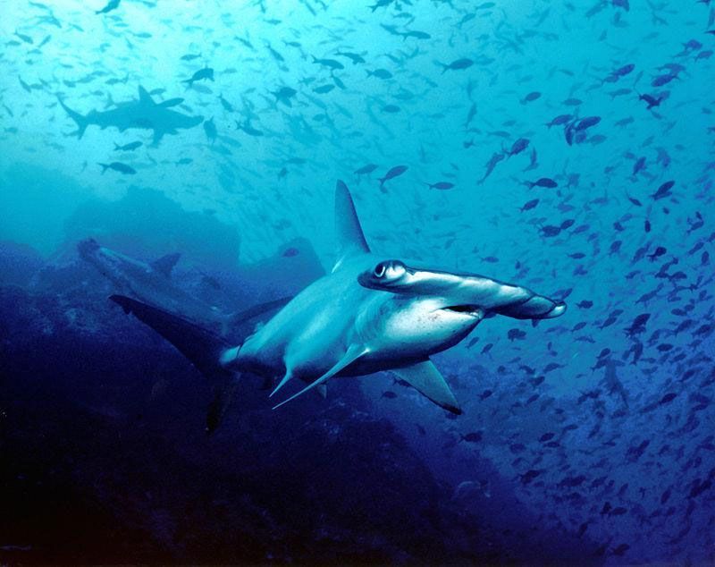 The Hammerhead Shark by Barry Peters, CC BY 2.0, via Wikimedia Commons