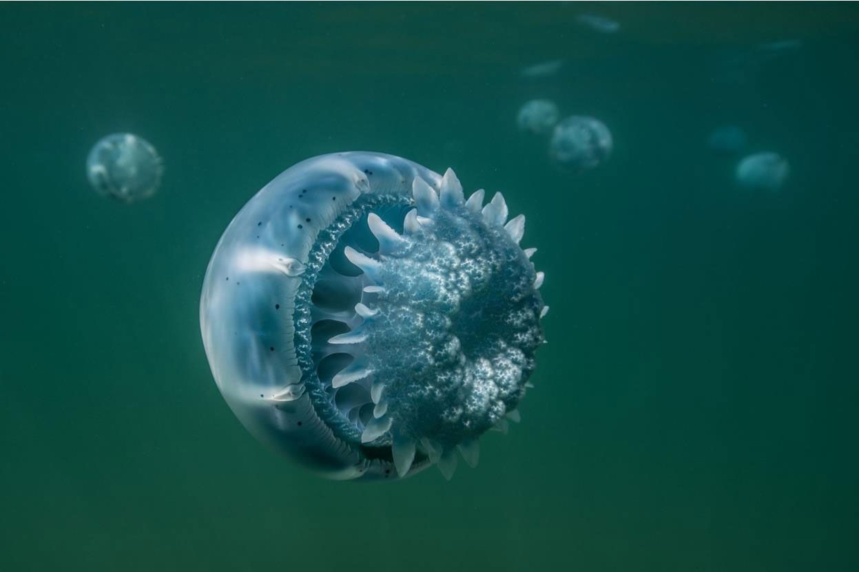 Cannonball Jellyfish by John Dreyer / Getty Images