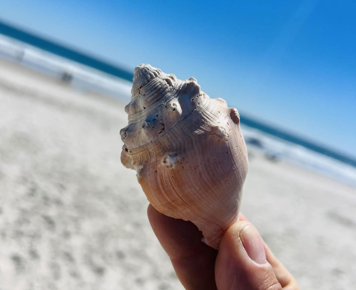 Seashells that have been discovered along the coasts of Topsail Island