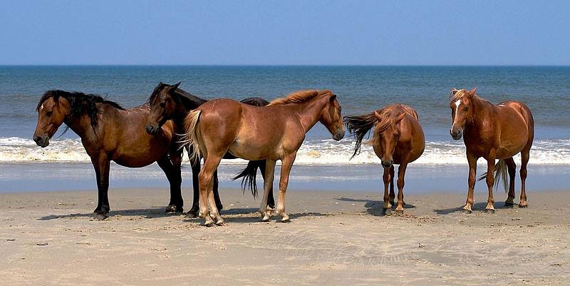 The Wild Horses Of North Carolina